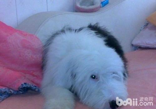 影響犬瘟治愈率的因素