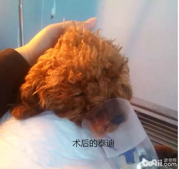 一例泰迪腸套疊的病例分析
