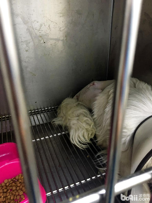 犬髖關節發育不良的診斷與治療