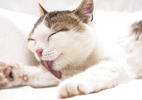 引起貓咪排便困難的多種原因（四）——飼養與管理