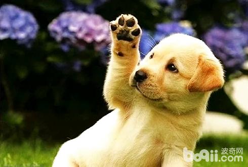 狗狗后腿發抖怎么辦？狗狗后腿發抖原因有哪些？