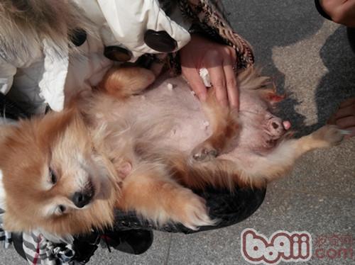 一例犬子宮蓄膿和卵巢囊腫的診治