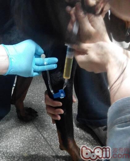 一例杜賓犬的胸腔積液的病例分析