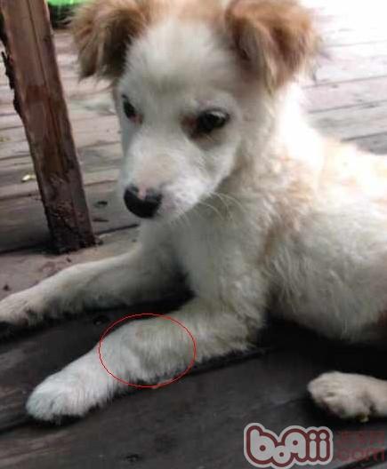 狗狗缺鈣了怎么辦