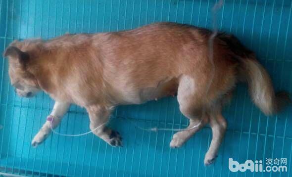 一例犬尿石癥的治療及體會
