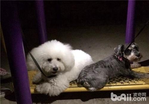 犬心絲蟲病的癥狀有哪些