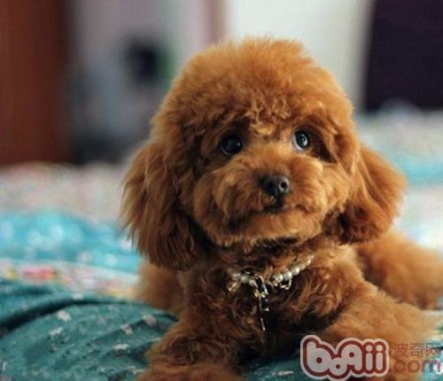 <a href=/zhonglei/gou/ target=_blank class=infotextkey>狗</a>狗舔舐身體可能已經患病
