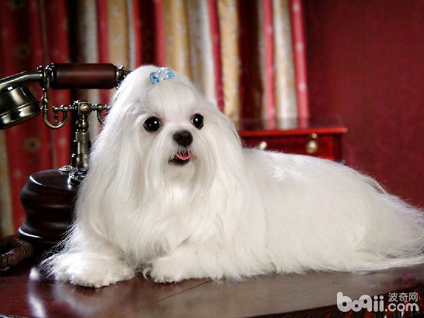 如何選購西施犬