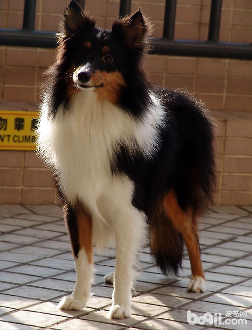 幼犬缺乏“社會化訓練”后果很嚴重