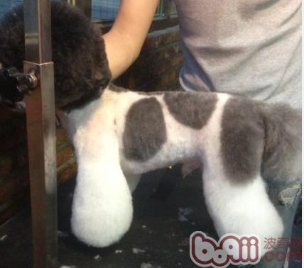夏季狗狗清涼造型推薦