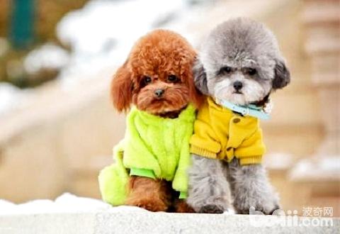 泰迪犬耳朵毛發越來越稀疏怎么辦