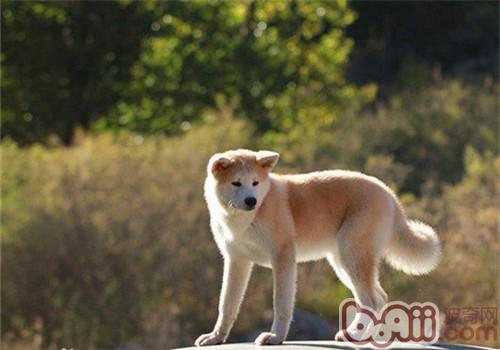 秋田犬懷孕的癥狀有哪些？