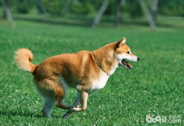 狗狗發燒的原因分析