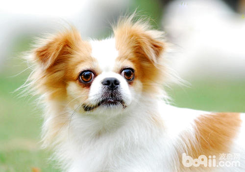 如何護理新生幼犬？8個要點
