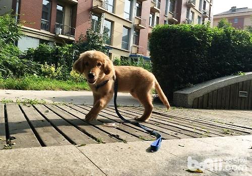 狗狗走路不穩的原因都有哪些？