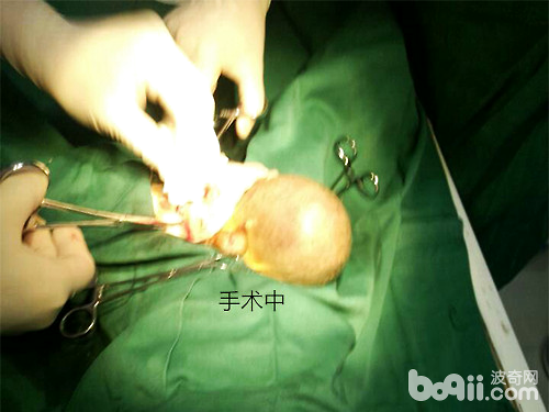 一例犬隱睪腫瘤的病例
