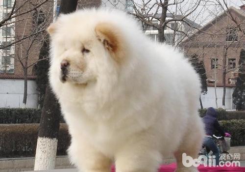 旋毛蟲病會引發狗狗哪些病癥
