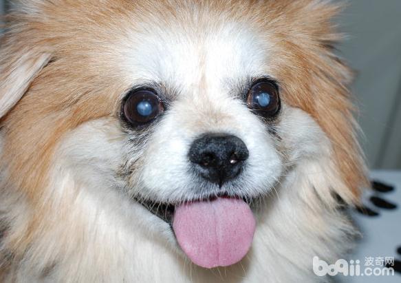 博美犬患上白內障的原因都有哪些？