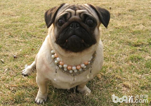 巴哥犬拉稀要注意哪些問題