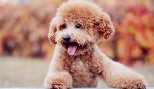 泰迪犬耳朵毛發越來越稀疏怎么辦