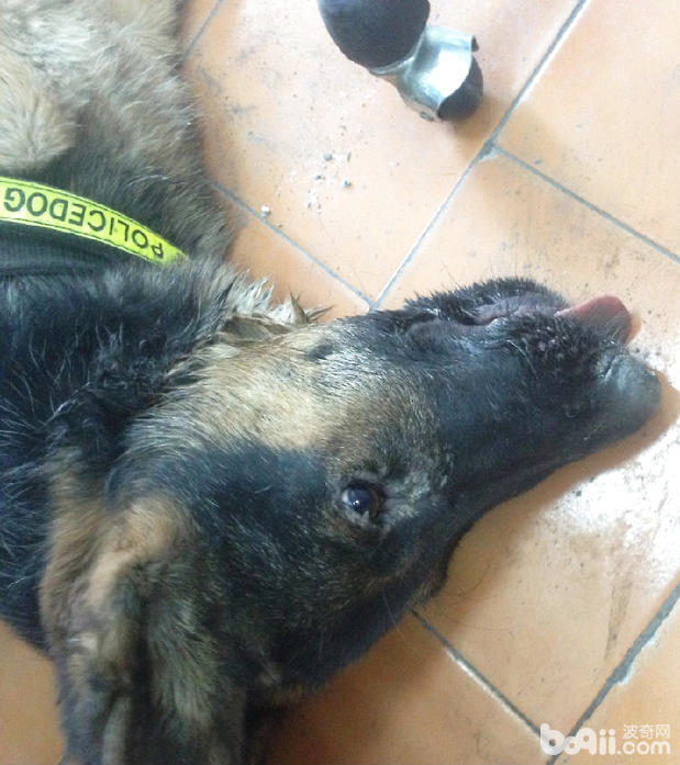 犬鼠藥中毒癥的癥狀及治療