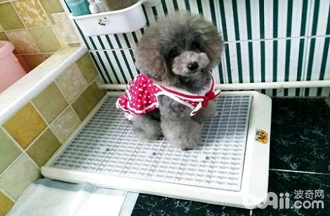 怎么教狗狗大小便？狗狗訓練教程