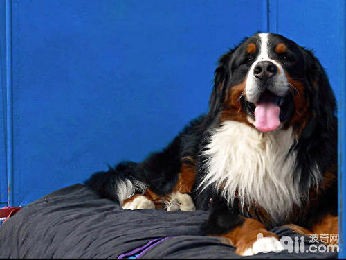 伯恩山犬不良行為的矯正方法