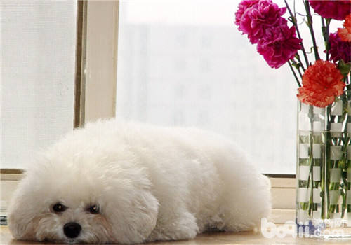 <a href=/zhonglei/gou/ target=_blank class=infotextkey>狗</a>狗胃扭轉疾病的介紹