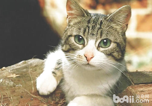 長毛貓和短毛貓飼養護理方法一樣嗎？