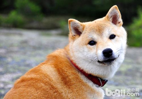 柴犬流眼淚的原因 柴犬流淚怎么辦