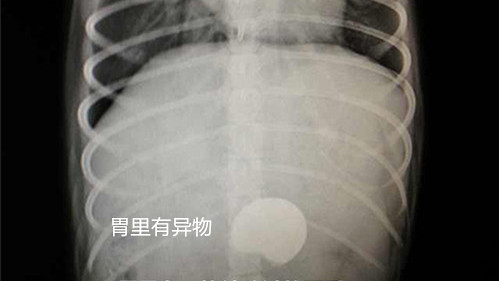 犬常見的外內科疾病（三）