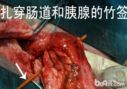 不要讓你的貓咪四處撿食