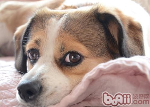 狗狗也會得干眼癥