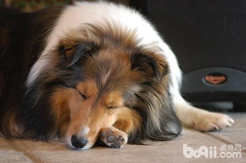 犬諾卡氏菌病的防治要點