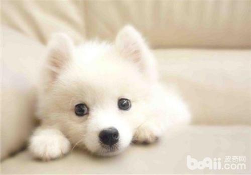犬櫻桃眼的病因分析