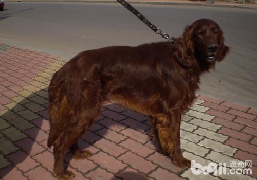 犬急性黃疸病的治療