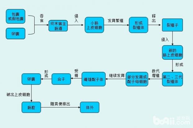 到底什么是弓形蟲病？