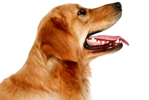 狗狗亂叫怎么辦？狗狗亂叫怎么糾正