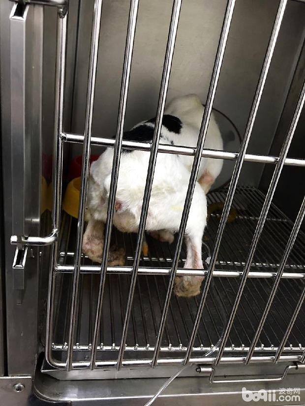 法國斗牛犬尿道結石的手術治療