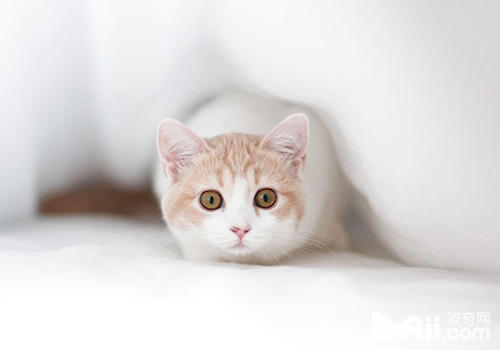 飼養<a href=/zhonglei/mao/ target=_blank class=infotextkey>貓</a>咪五個方面不可忽略
