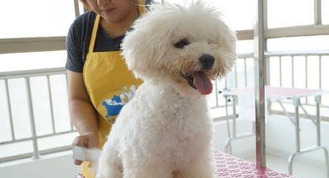 狗狗毛發怎么保養 狗狗毛發保養的方法有哪些