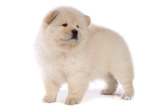 引起犬眼瞼內翻的三大原因