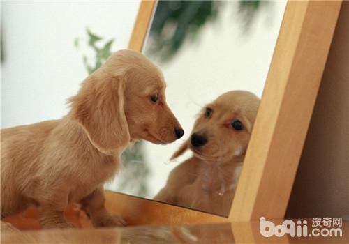犬支氣管肺炎的治療方法