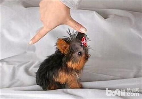 犬白內障的術后護理方法