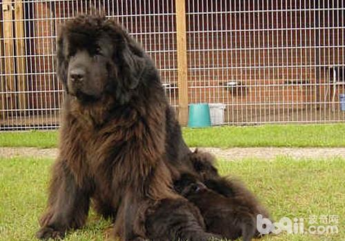 犬是如何感染口腔乳狀瘤病毒的