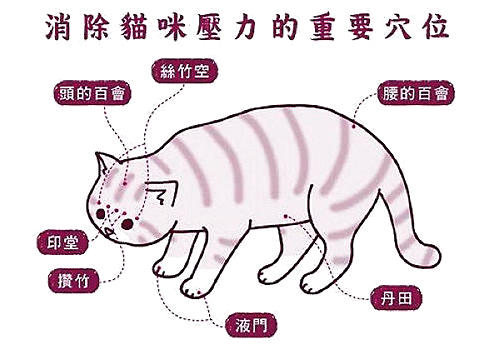 給貓咪按摩有什么好處