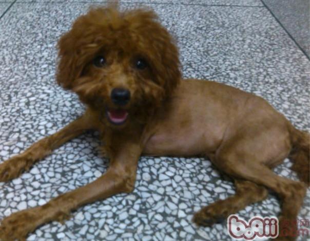 狗狗毛發護理及美容常識