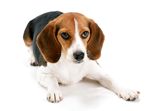 比格犬的喂食要點