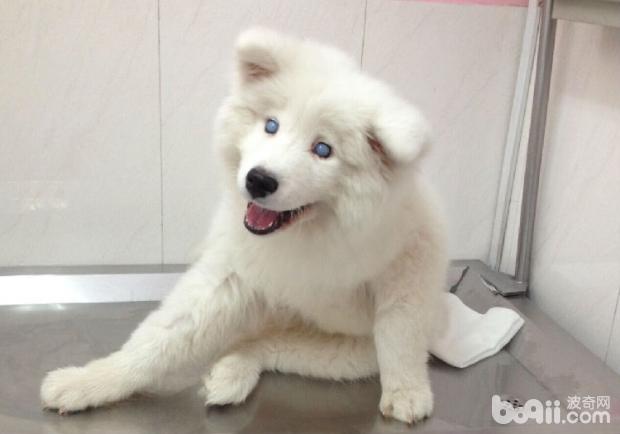 一例犬傳染性肝炎病例治療報告
