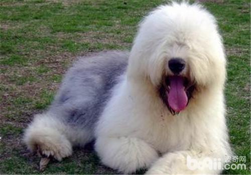犬腦膜炎的癥狀表現